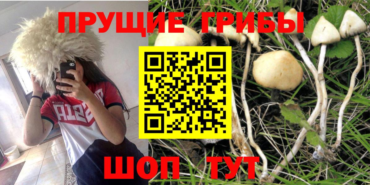 Галлюциногенные грибы Psilocybe  Вход с VPN  Благодарный 